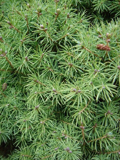 Picea glauca 'Albertiana Conica'